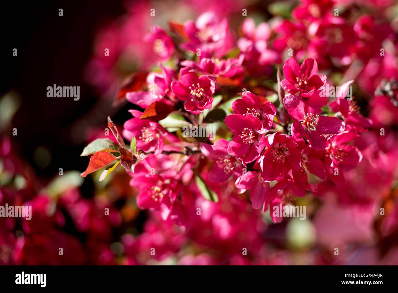 Krabbenbäume in voller Blüte, April 30 2024 Stockfoto
