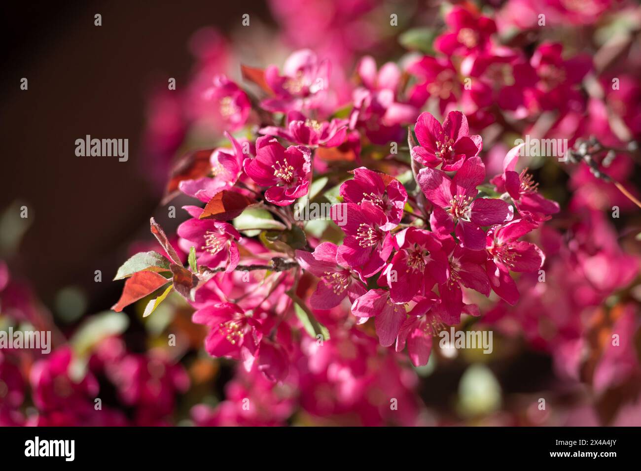 Krabbenbäume in voller Blüte, April 30 2024 Stockfoto