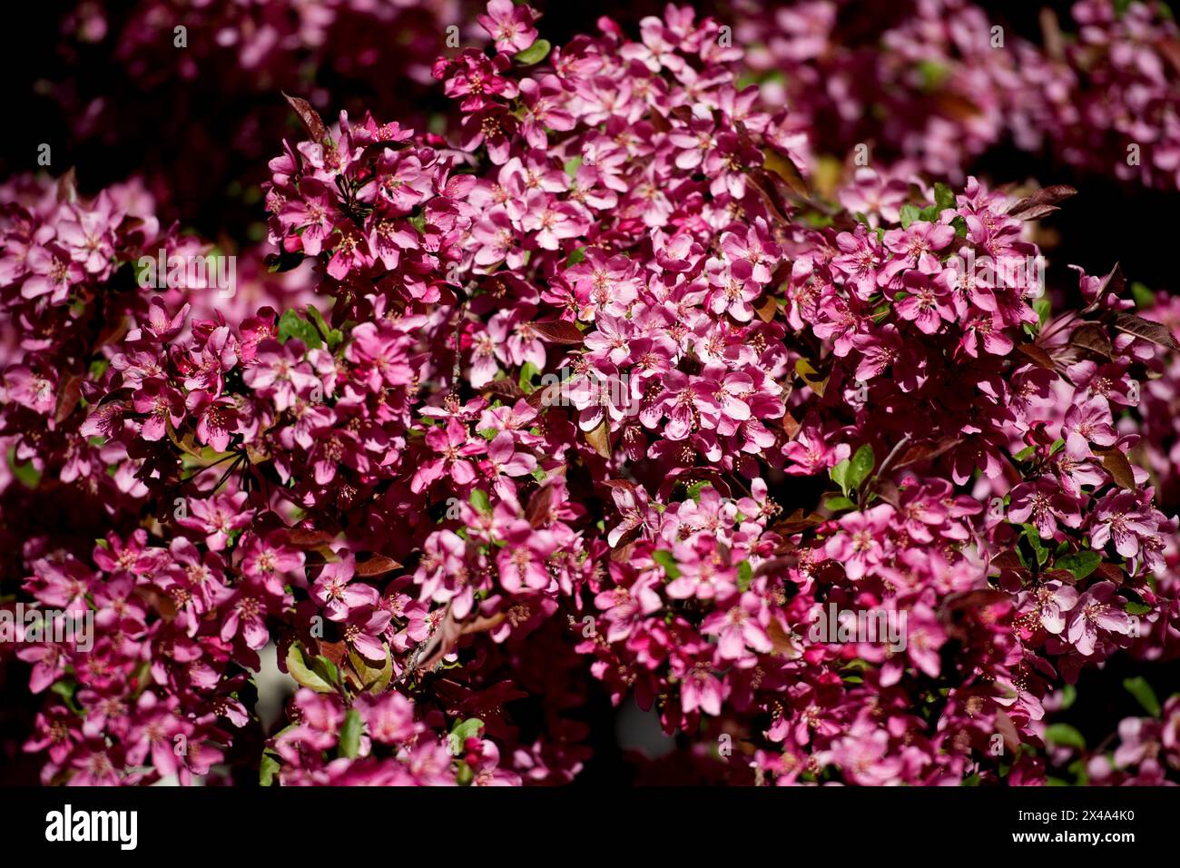 Krabbenbäume in voller Blüte, April 30 2024 Stockfoto