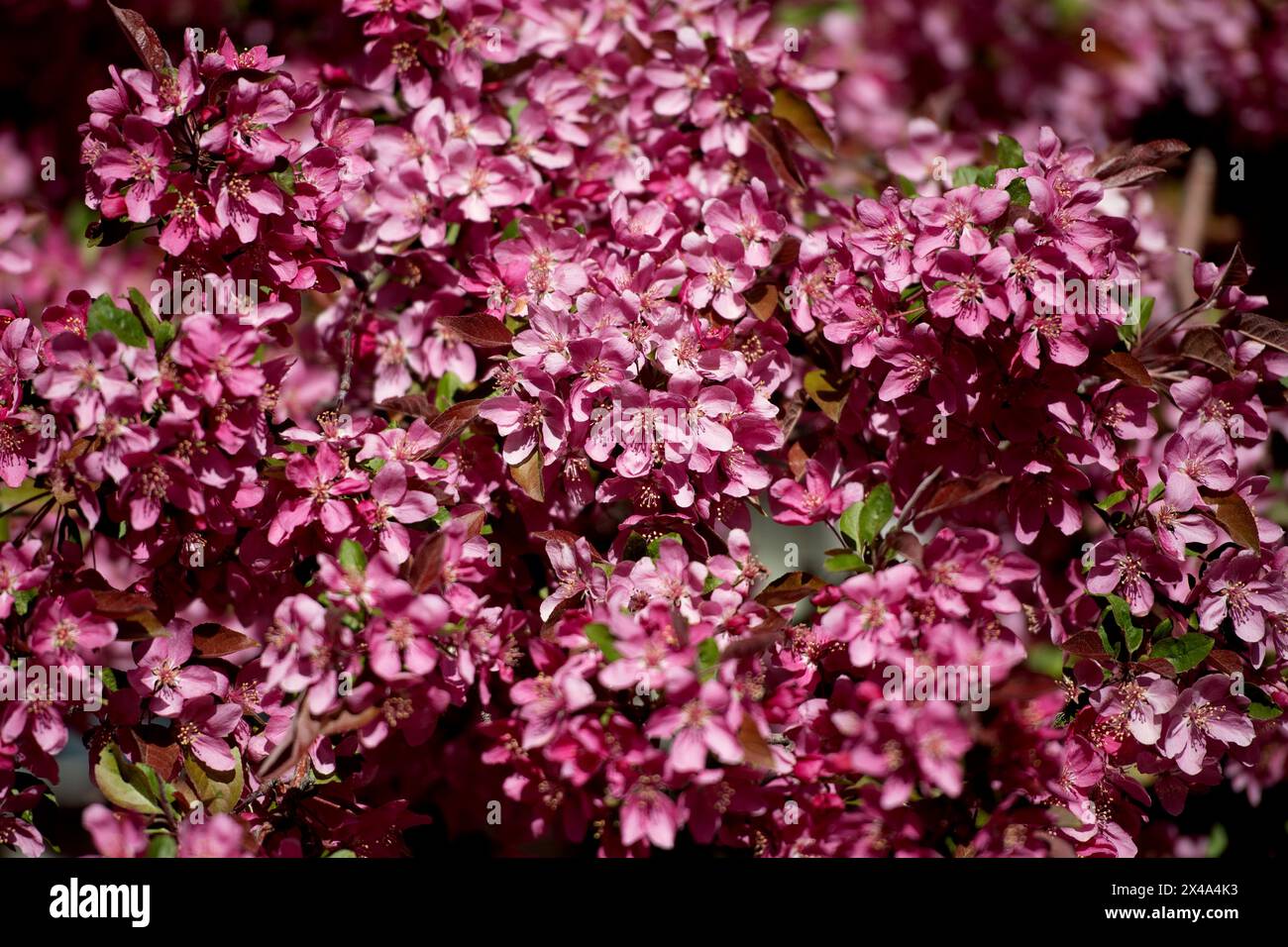 Krabbenbäume in voller Blüte, April 30 2024 Stockfoto