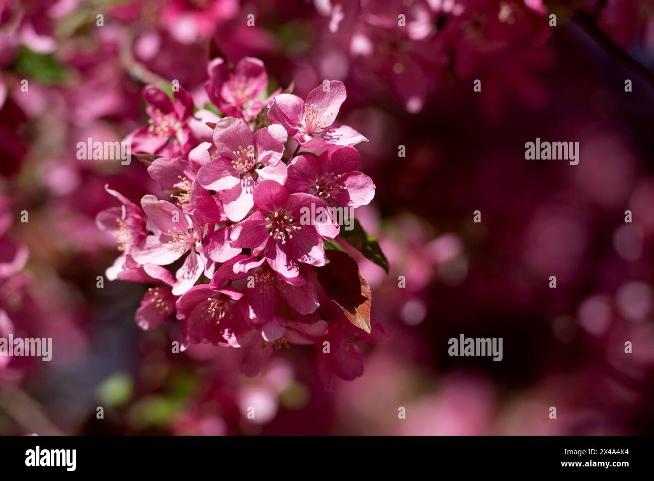 Krabbenbäume in voller Blüte, April 30 2024 Stockfoto