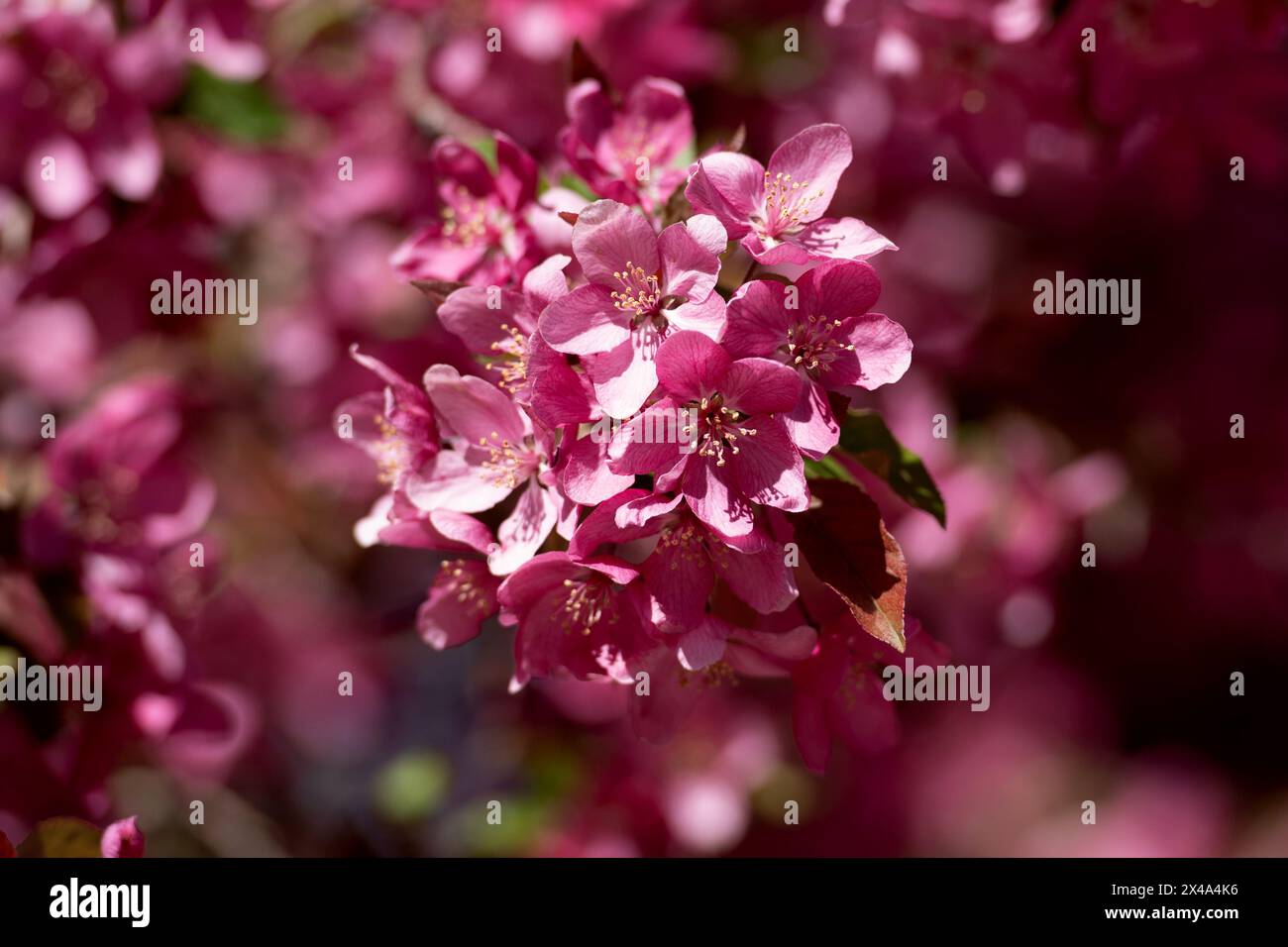 Krabbenbäume in voller Blüte, April 30 2024 Stockfoto