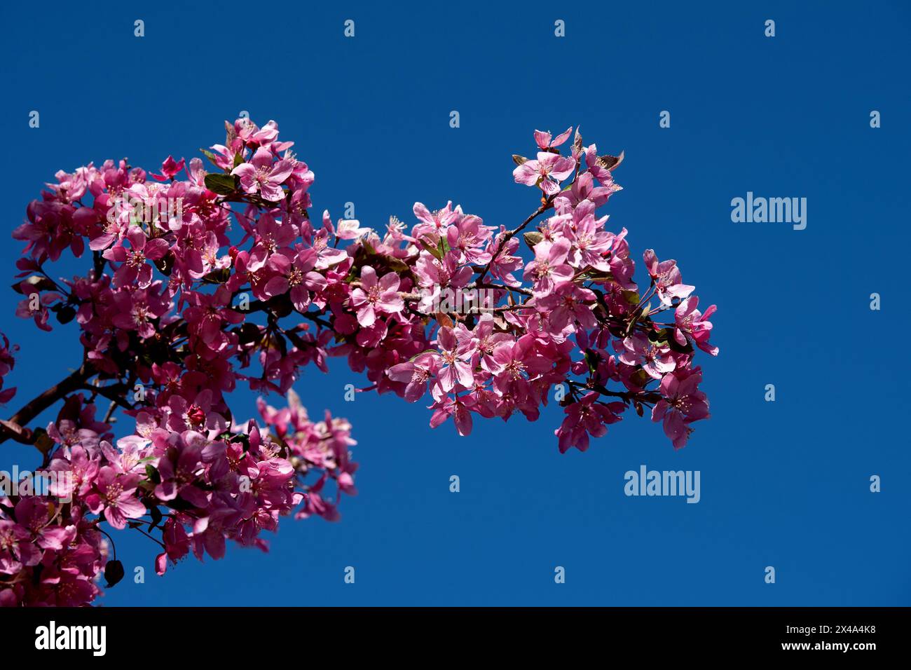 Krabbenbäume in voller Blüte, April 30 2024 Stockfoto