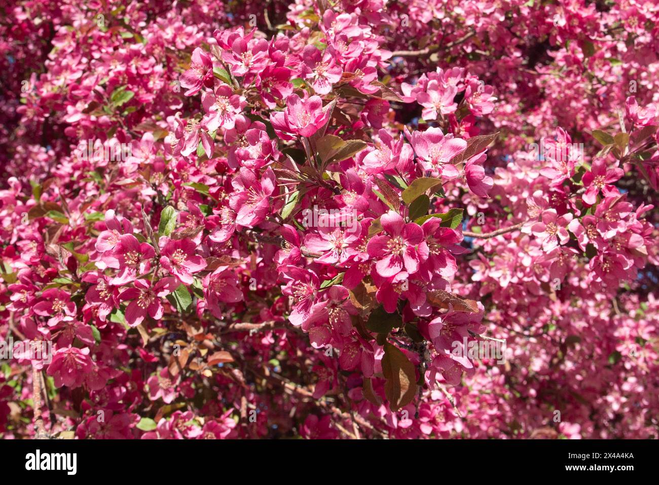 Krabbenbäume in voller Blüte, April 30 2024 Stockfoto