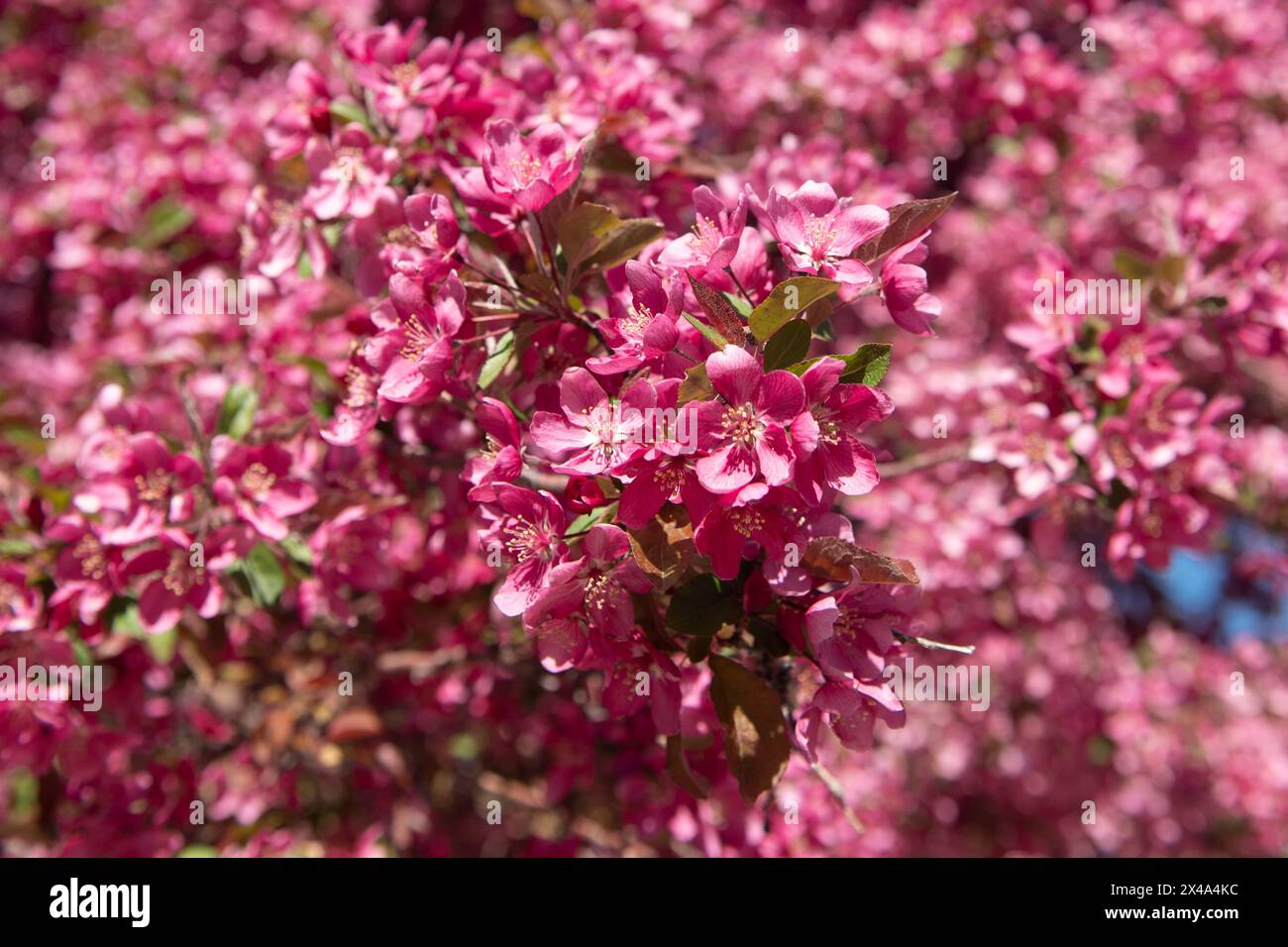 Krabbenbäume in voller Blüte, April 30 2024 Stockfoto