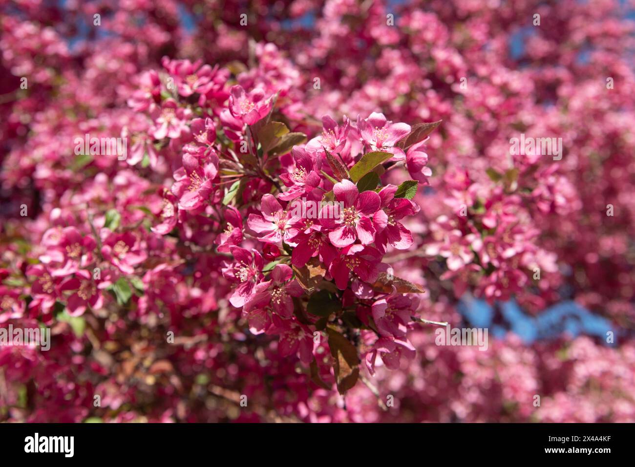 Krabbenbäume in voller Blüte, April 30 2024 Stockfoto