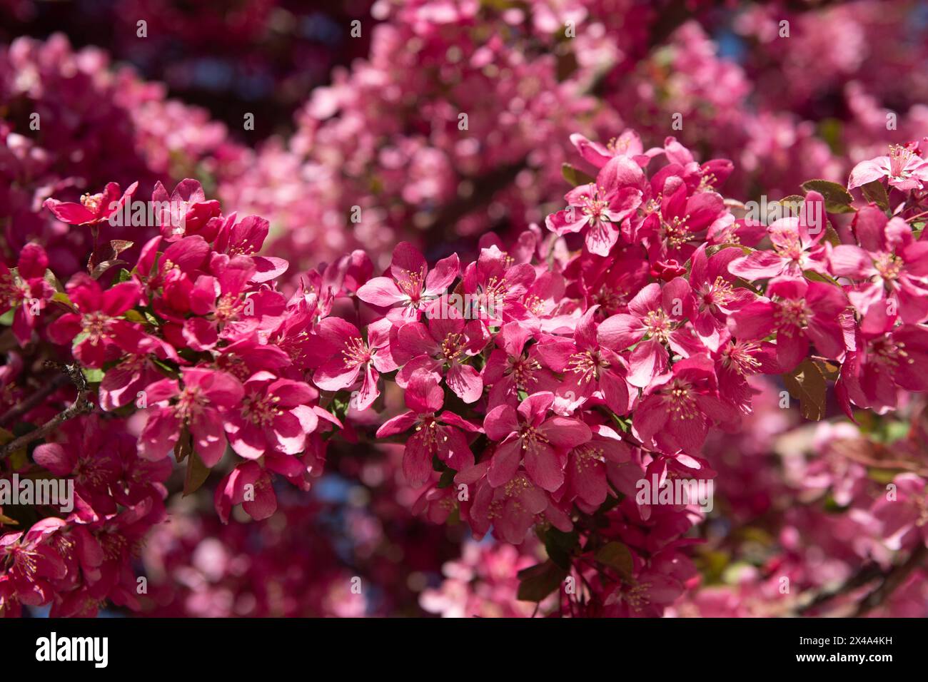 Krabbenbäume in voller Blüte, April 30 2024 Stockfoto