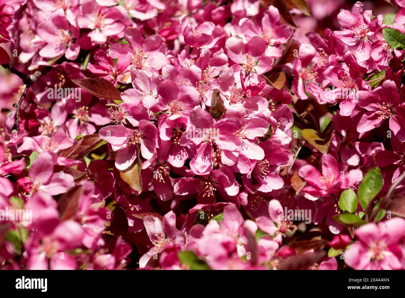 Krabbenbäume in voller Blüte, April 30 2024 Stockfoto
