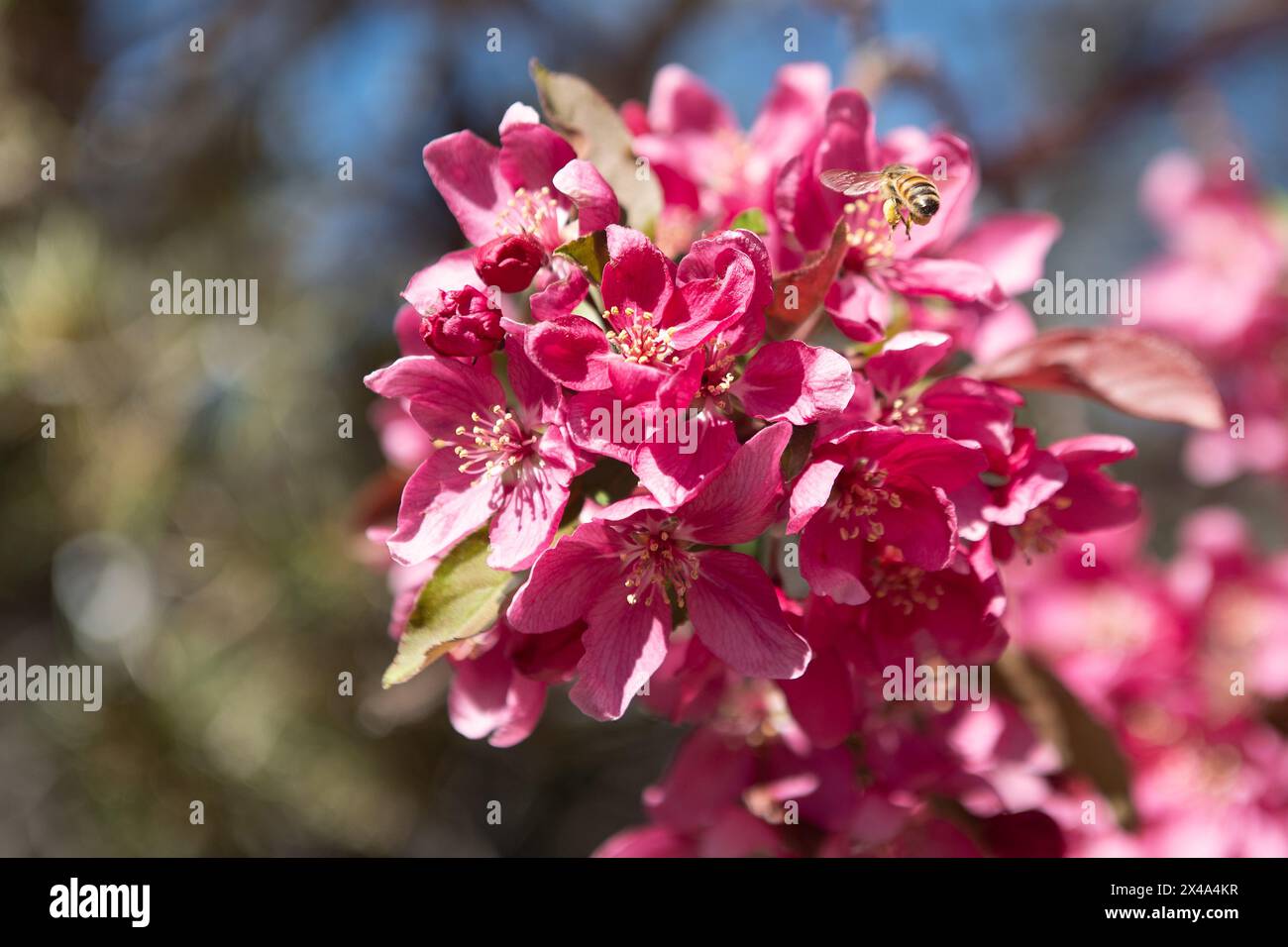 Krabbenbäume in voller Blüte, April 30 2024 Stockfoto