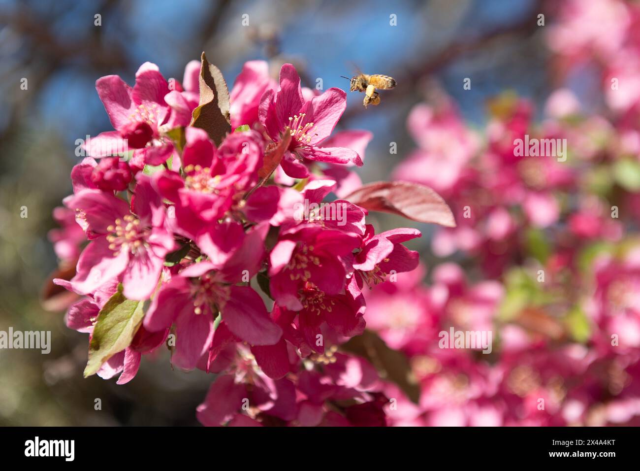 Krabbenbäume in voller Blüte, April 30 2024 Stockfoto