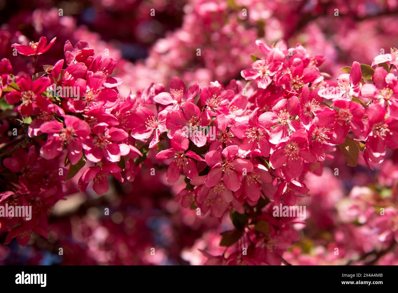 Krabbenbäume in voller Blüte, April 30 2024 Stockfoto