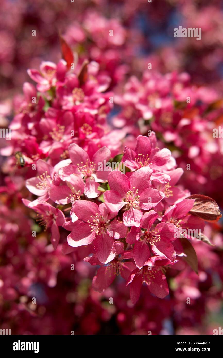 Krabbenbäume in voller Blüte, April 30 2024 Stockfoto