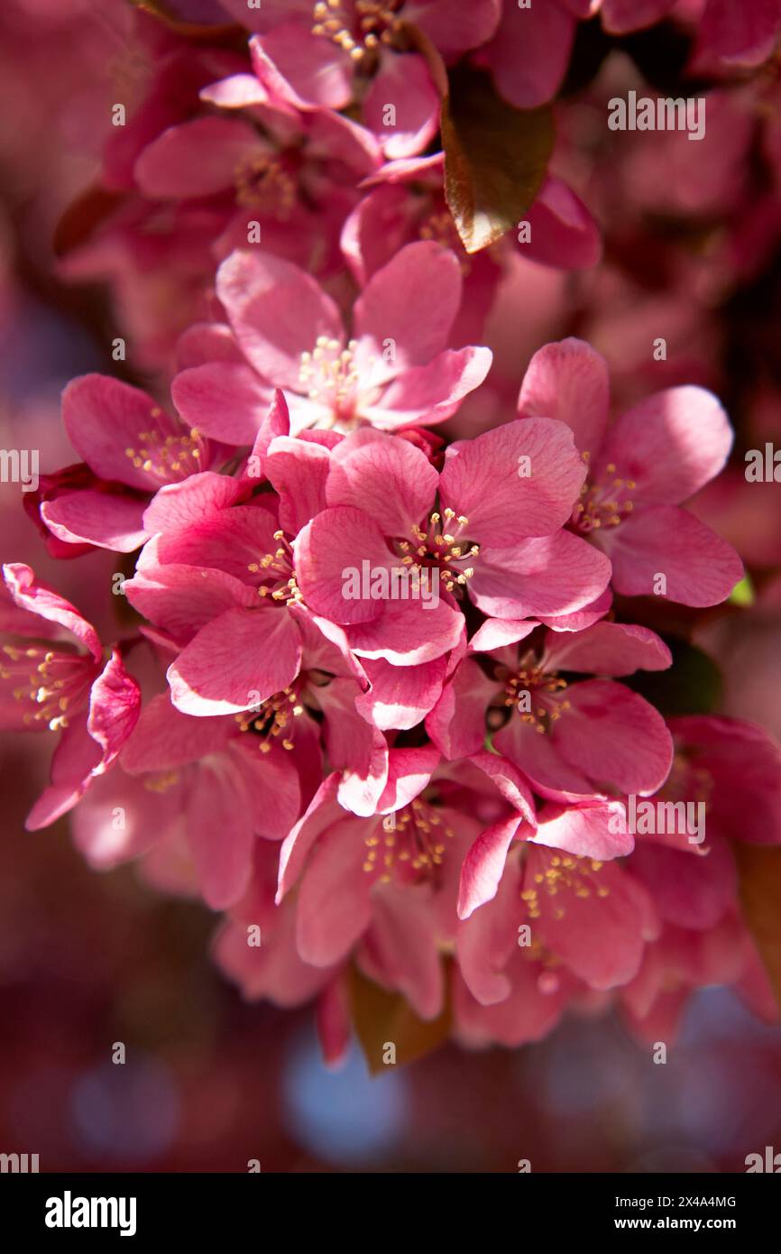 Krabbenbäume in voller Blüte, April 30 2024 Stockfoto