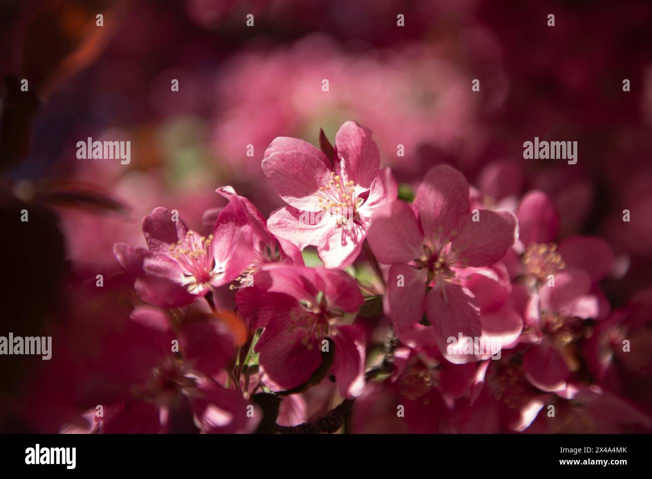 Krabbenbäume in voller Blüte, April 30 2024 Stockfoto