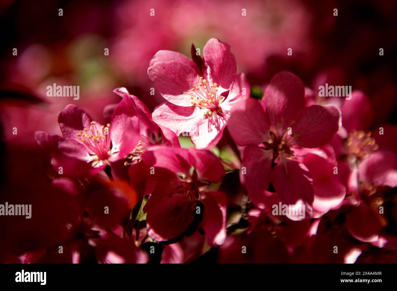 Krabbenbäume in voller Blüte, April 30 2024 Stockfoto