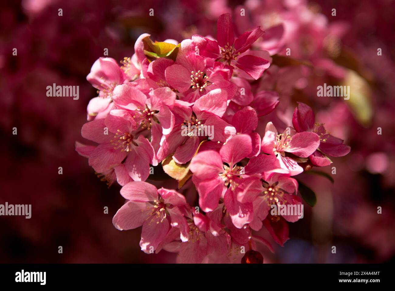 Krabbenbäume in voller Blüte, April 30 2024 Stockfoto