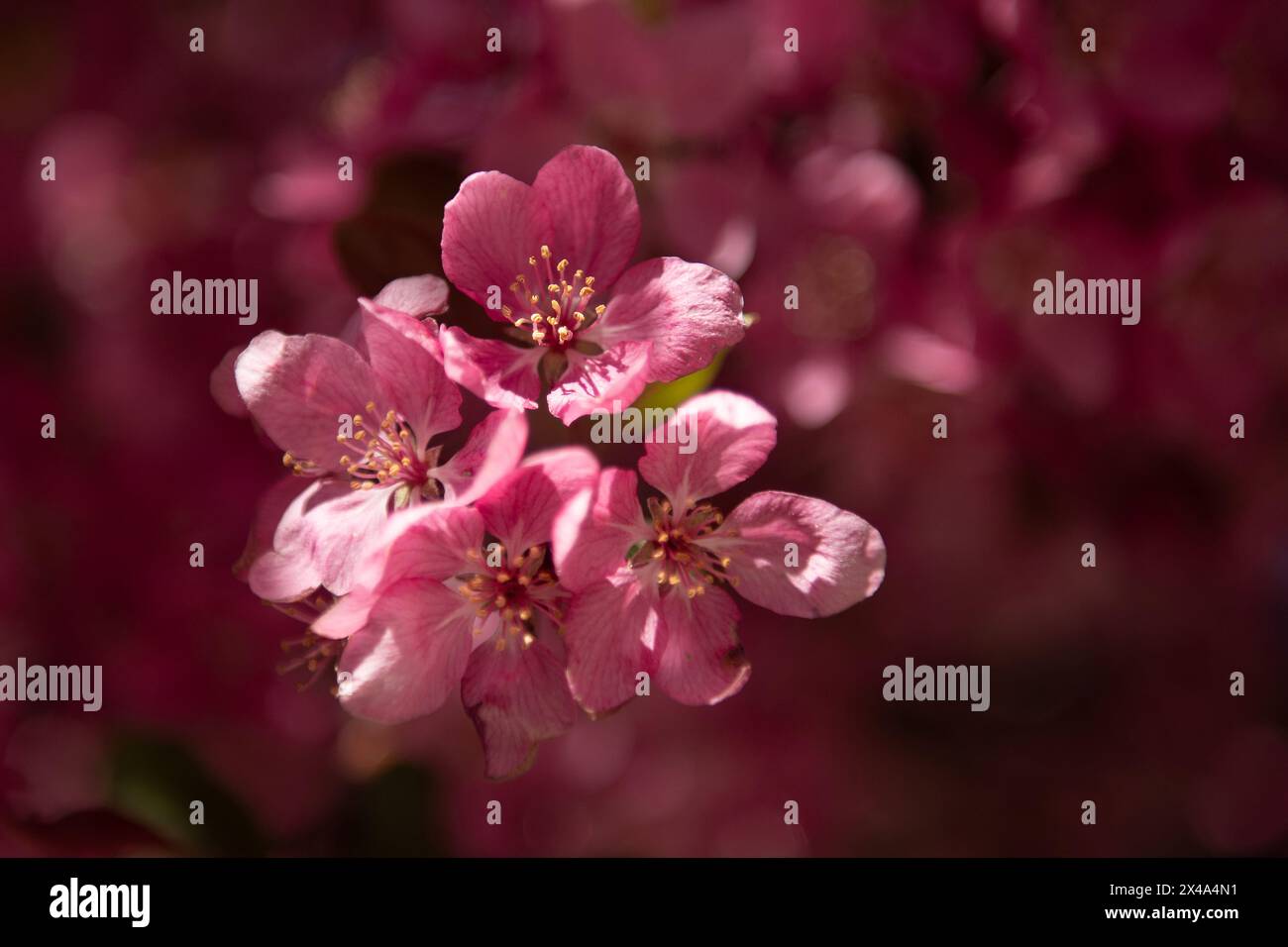 Krabbenbäume in voller Blüte, April 30 2024 Stockfoto