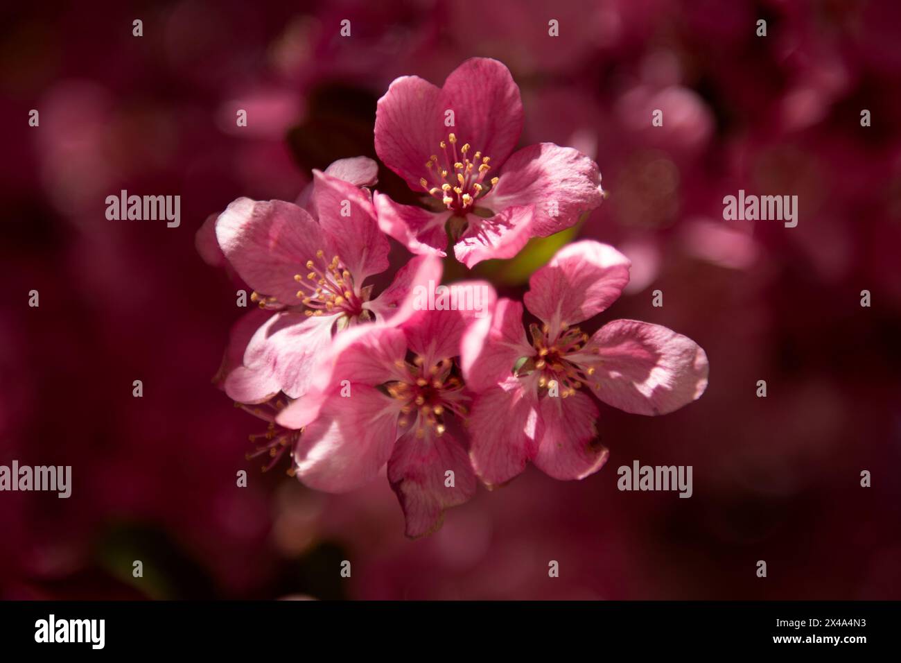 Krabbenbäume in voller Blüte, April 30 2024 Stockfoto