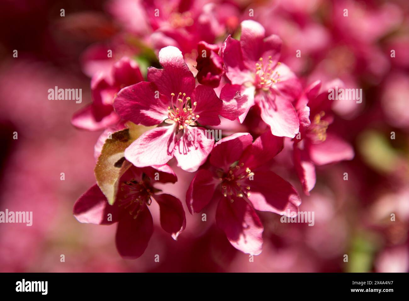 Krabbenbäume in voller Blüte, April 30 2024 Stockfoto