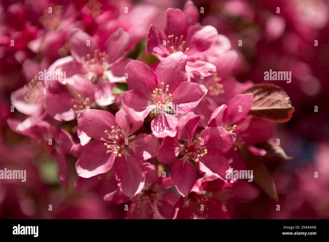 Krabbenbäume in voller Blüte, April 30 2024 Stockfoto