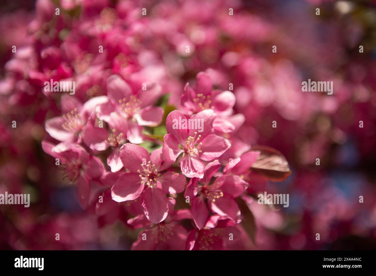 Krabbenbäume in voller Blüte, April 30 2024 Stockfoto