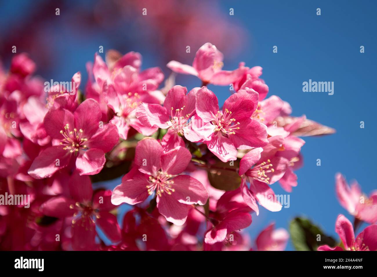 Krabbenbäume in voller Blüte, April 30 2024 Stockfoto