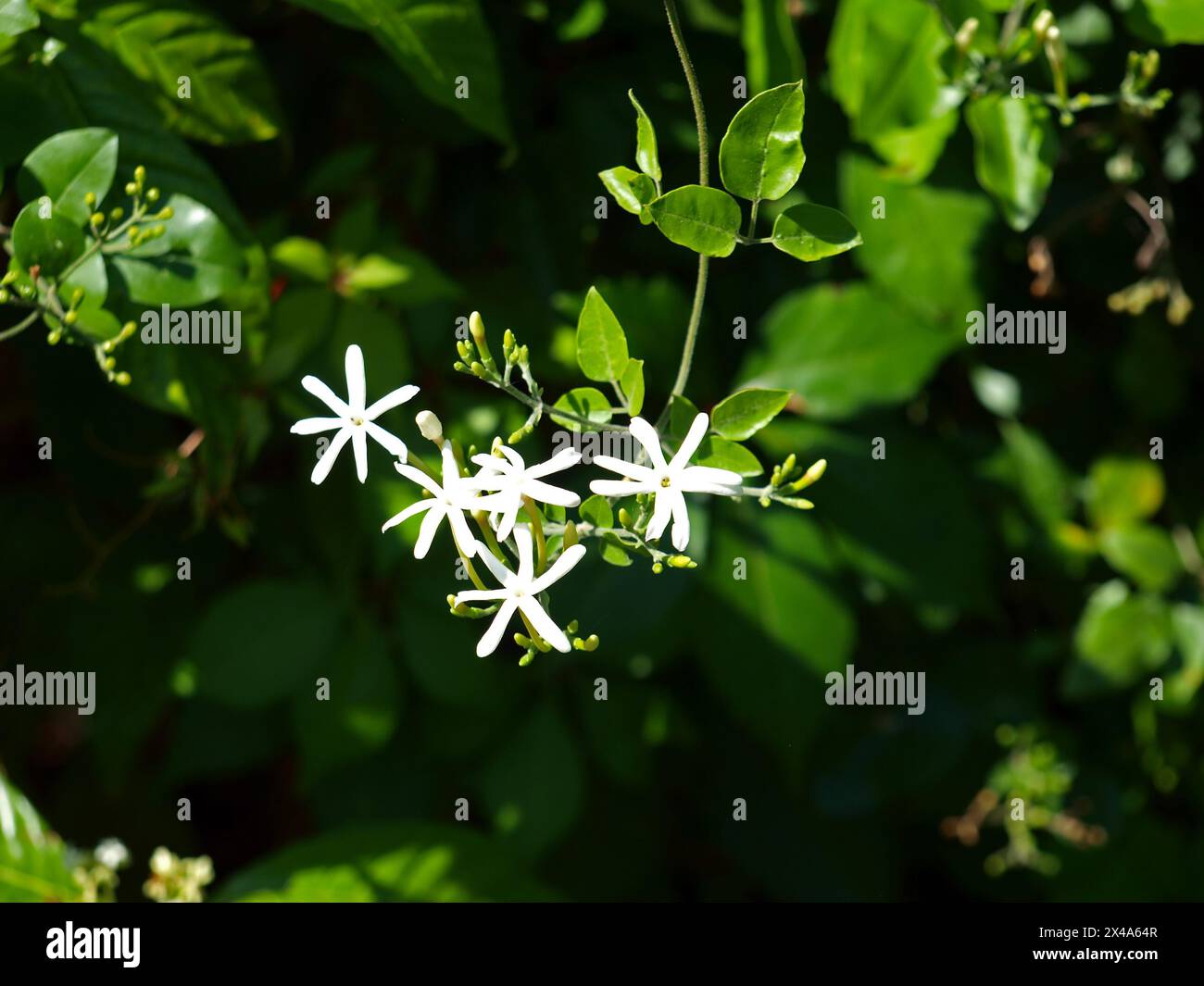 Jasmin blüht in freier Wildbahn. Fünf weiße Blumen in Sternform. Stockfoto