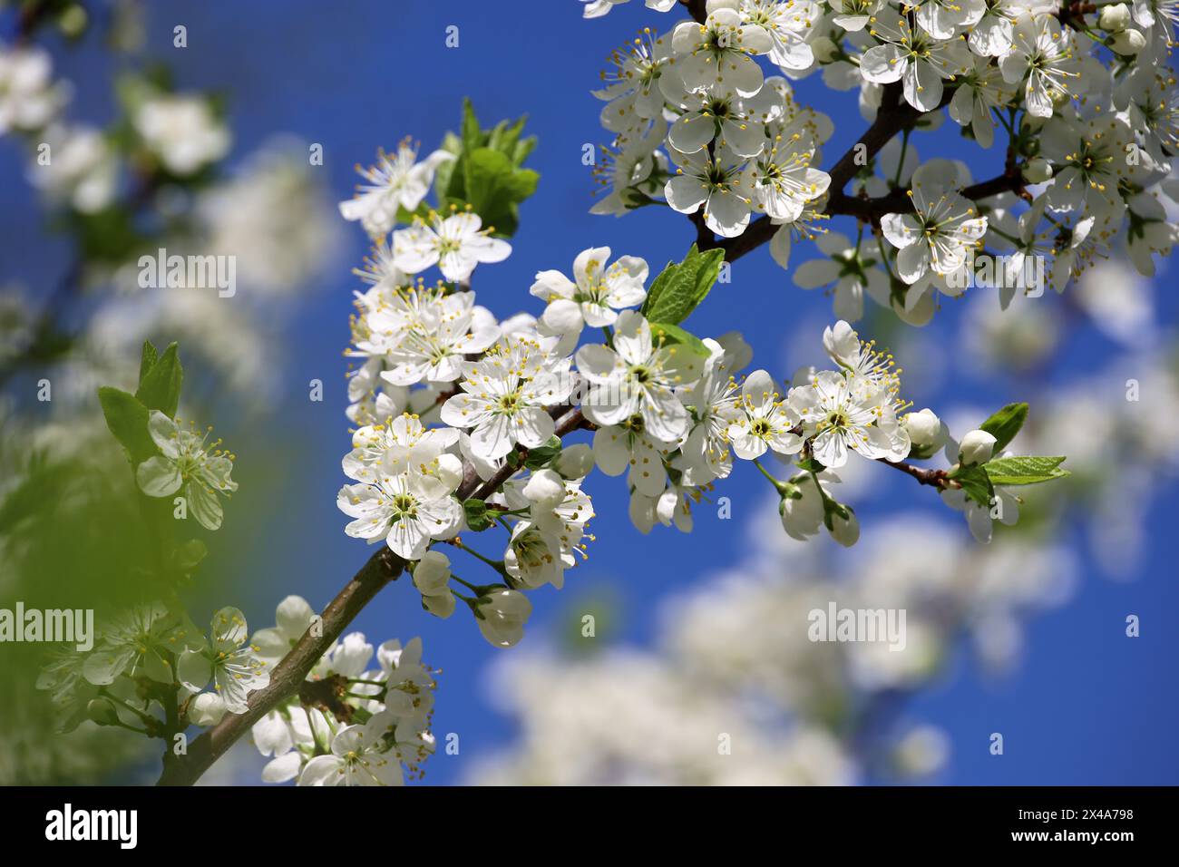 Kirschblüte im Frühlingsgarten auf blauem Himmel Hintergrund. Weiße Blumen und junge grüne Blätter auf einem Zweig Stockfoto