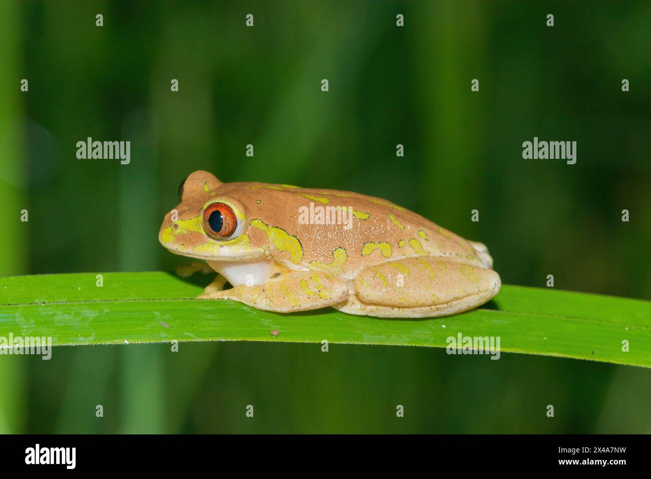 Ein niedlicher Naturwaldfrosch (Leptopelis natalensis) Stockfoto