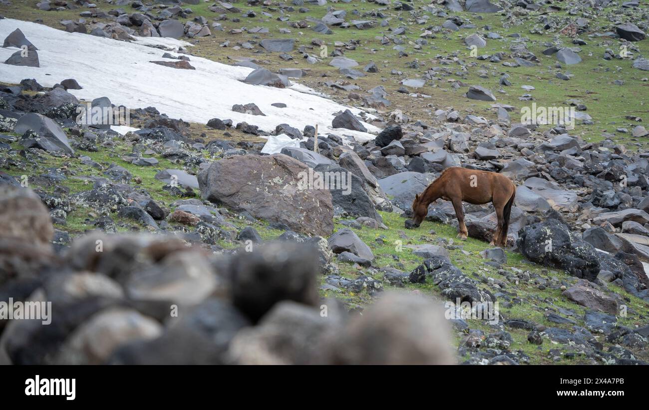 Pferd weidet auf der felsigen und schneebedeckten Seite des Berges, Mount Ararat in der Türkei. Stockfoto