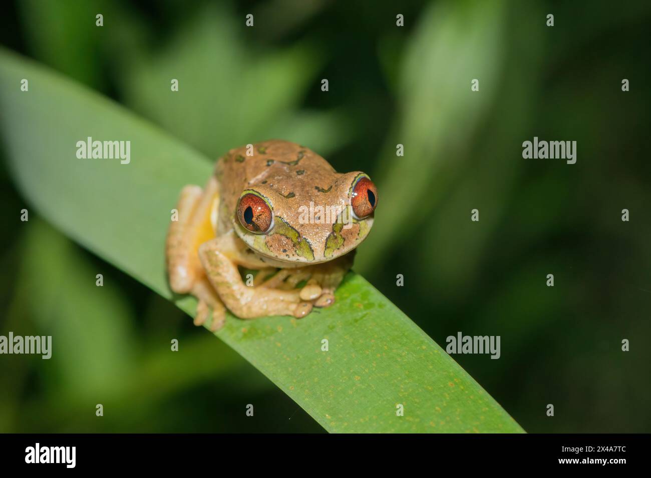 Ein niedlicher Naturwaldfrosch (Leptopelis natalensis) Stockfoto