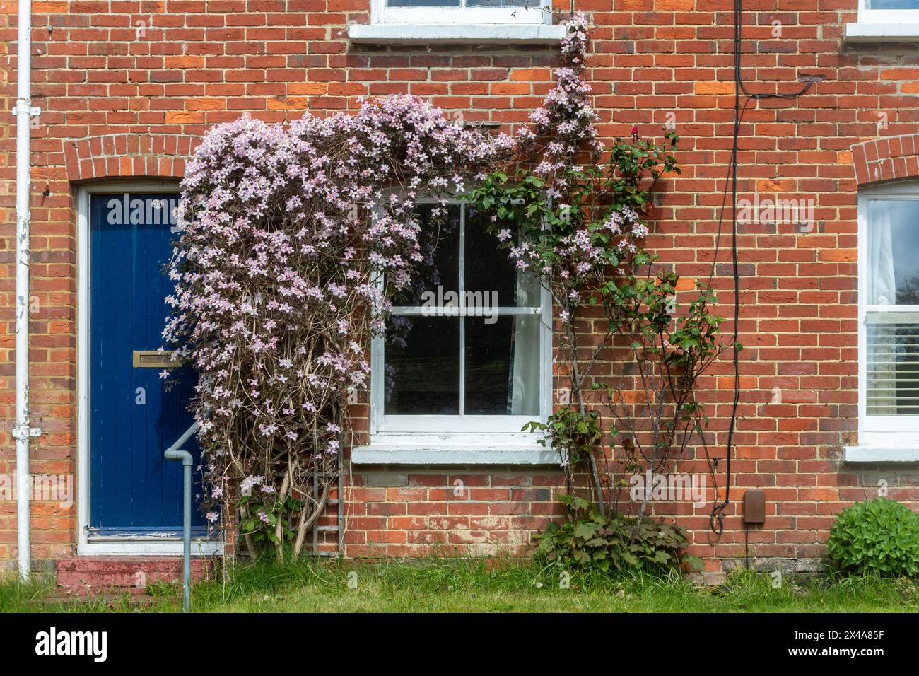 Blühende Clematis, Kletterpflanzen, die im Frühjahr um das Fenster und die Tür eines Hauses wachsen, England, Großbritannien Stockfoto