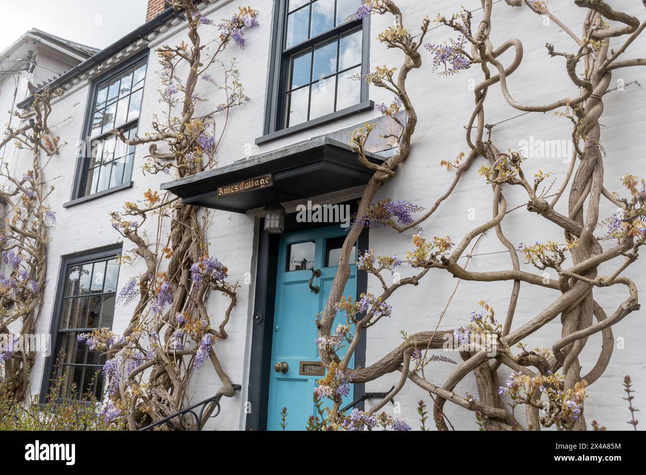 Ferienhaus mit Glyzinien, die an der Wand wachsen, mit mauvenfarbenen Blumen im Frühling oder April, Holybourne Village, Hampshire, England, Großbritannien Stockfoto
