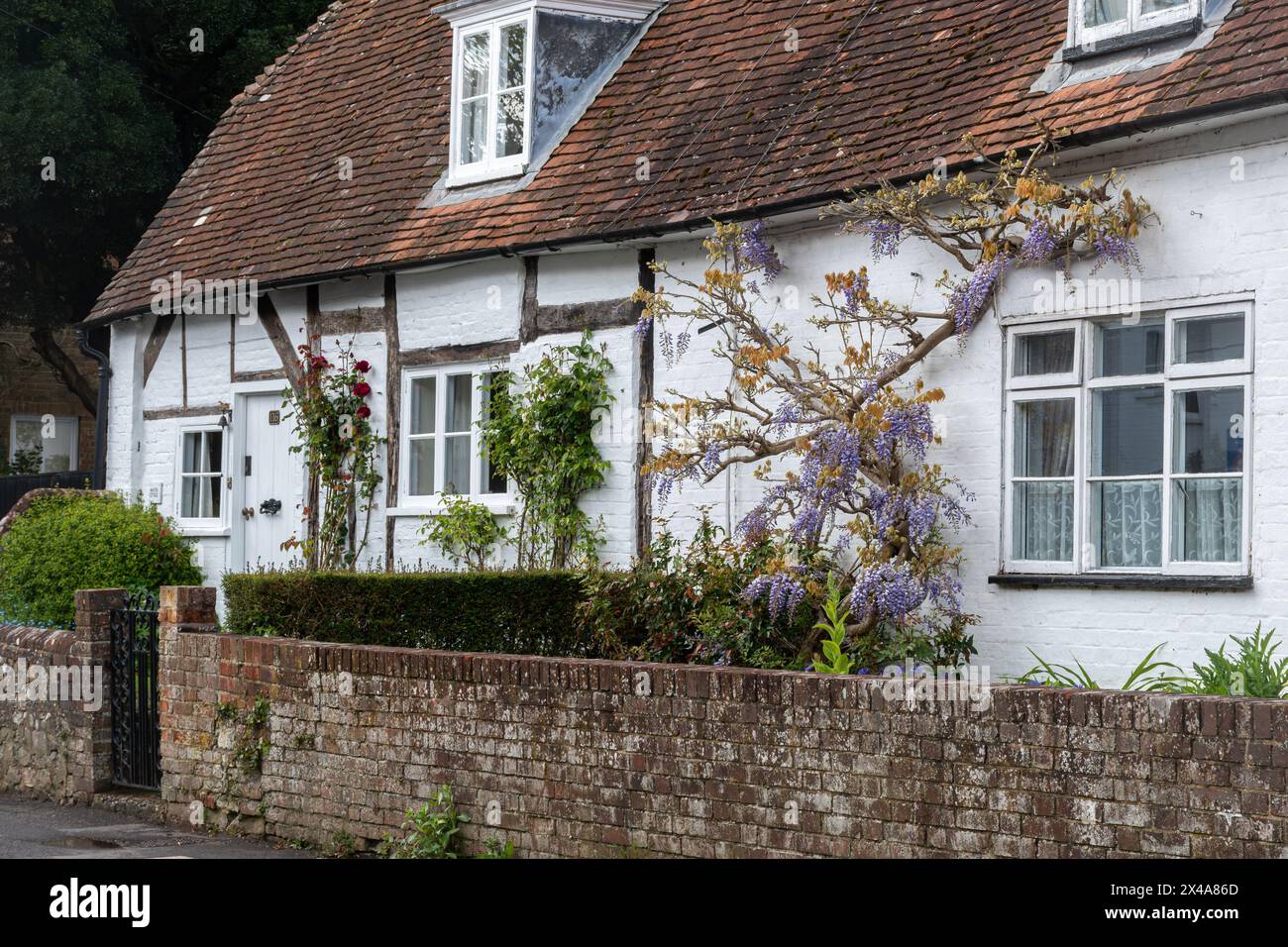 Ferienhaus mit Glyzinien, die an der Wand wachsen, mit mauvenfarbenen Blumen im Frühling oder April, Holybourne Village, Hampshire, England, Großbritannien Stockfoto