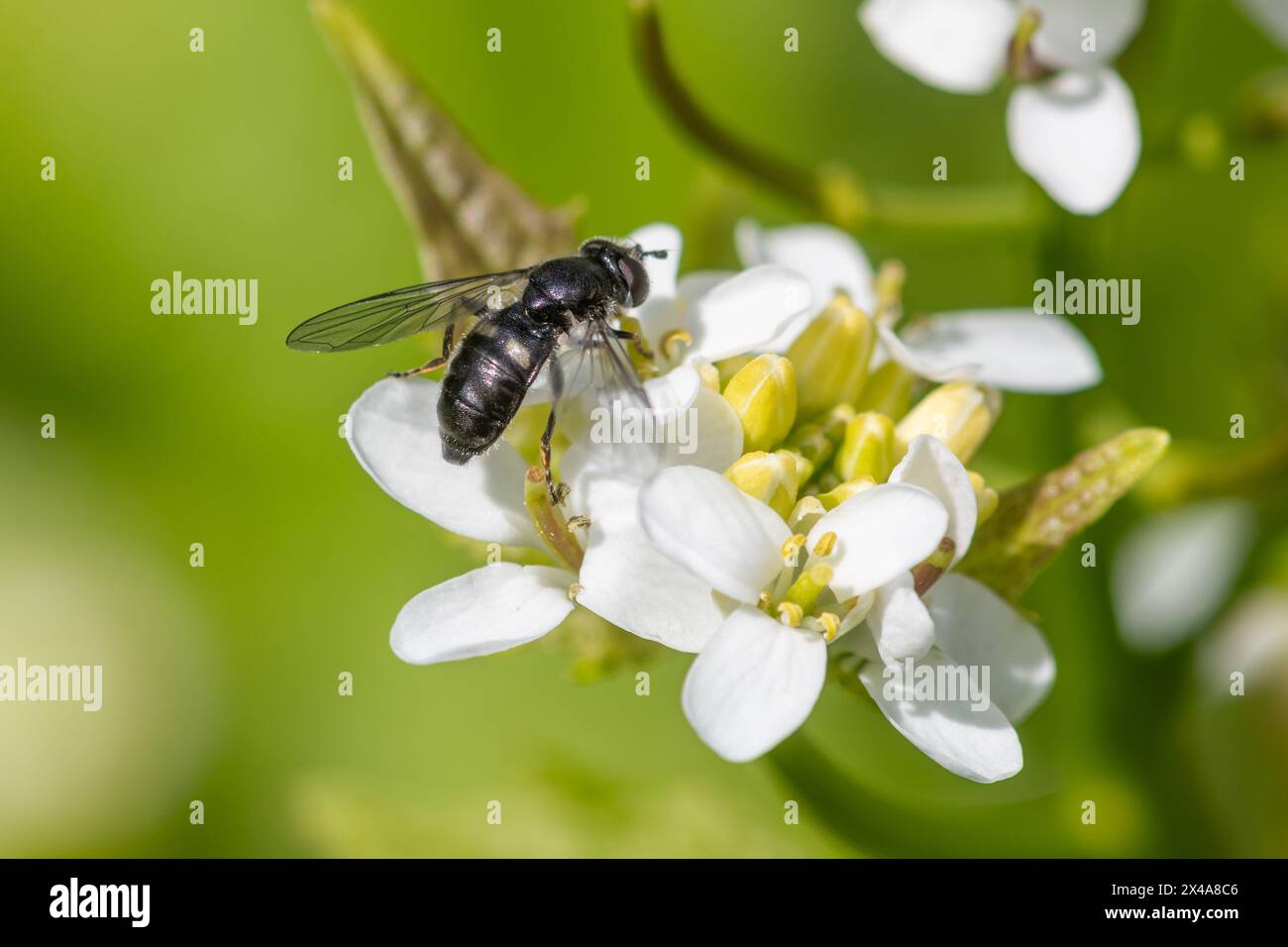 Insekten- oder Schwarzfliegenbestäuber diptera-Arten auf Knoblauchsenf-Wildblume (Alliaria petiolata), England, Vereinigtes Königreich Stockfoto