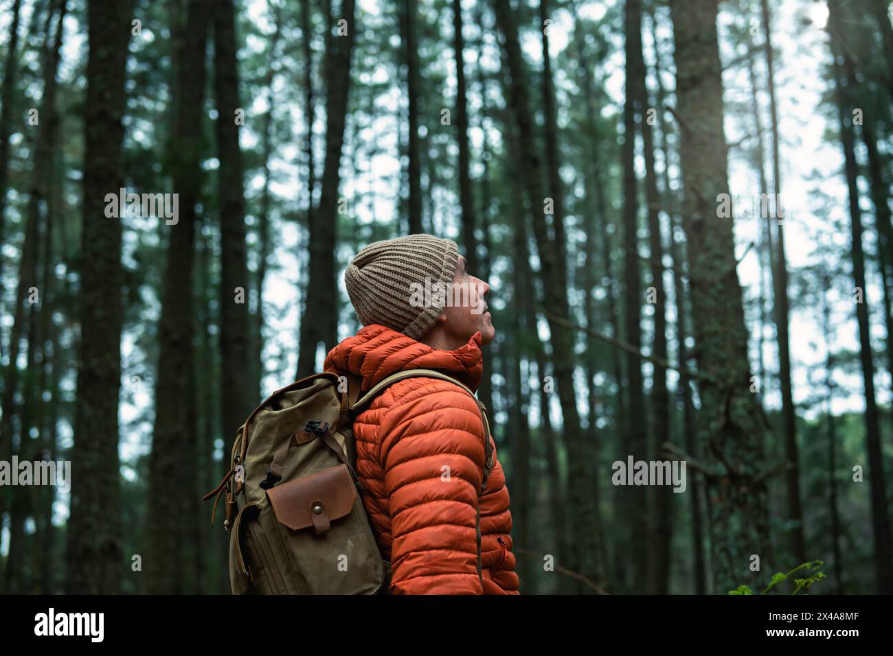 Reifer Mann in Mütze, orangefarbener Jacke und Rucksack, der einen Kiefernwald, die Liebe zur Natur und Nachhaltigkeit bestaunt. Stockfoto