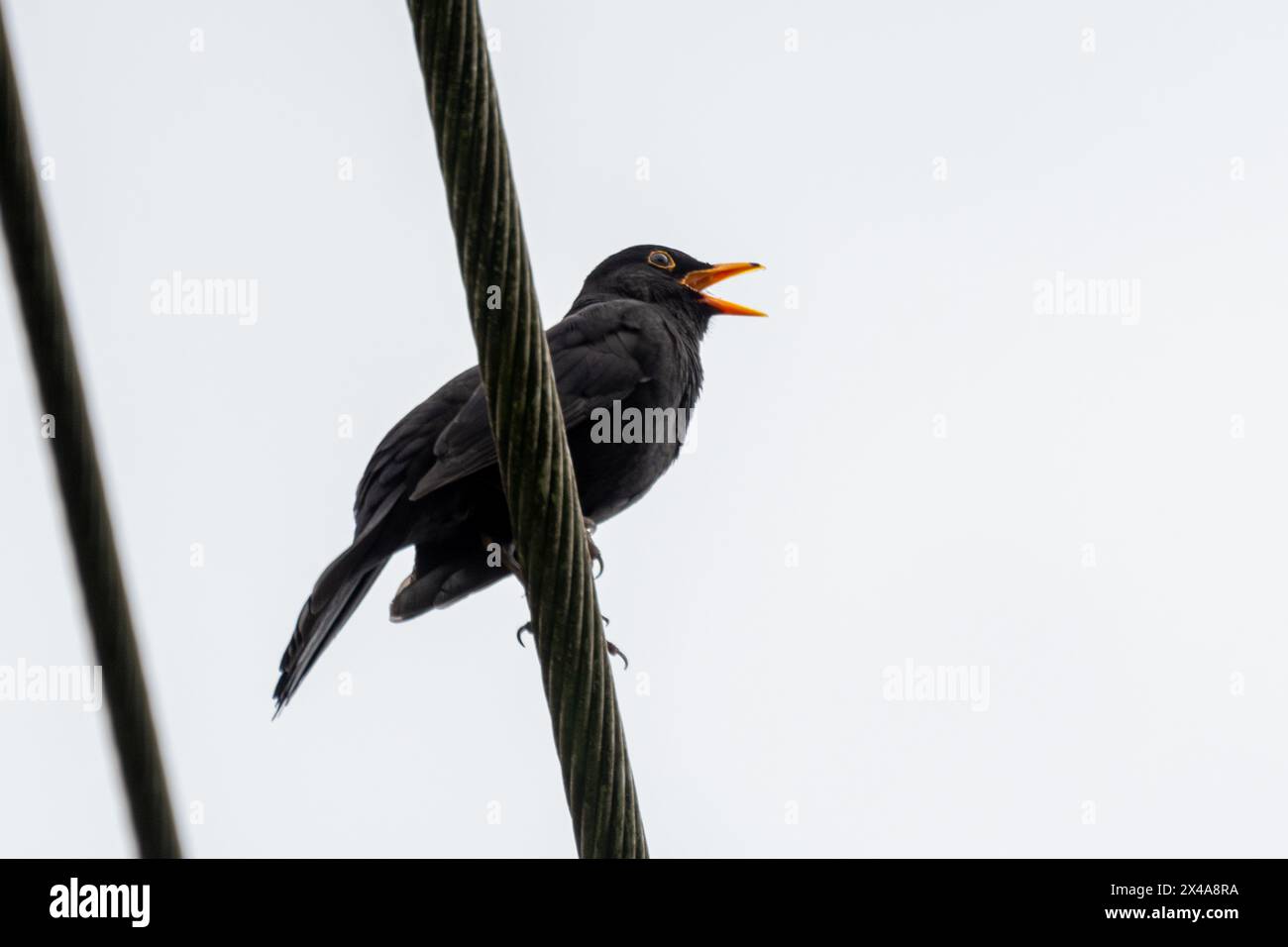 Blackbird singt im Frühjahr von Drähten, England, Großbritannien. Verhalten des männlichen Vogels singvogel (Turdus merula) Stockfoto