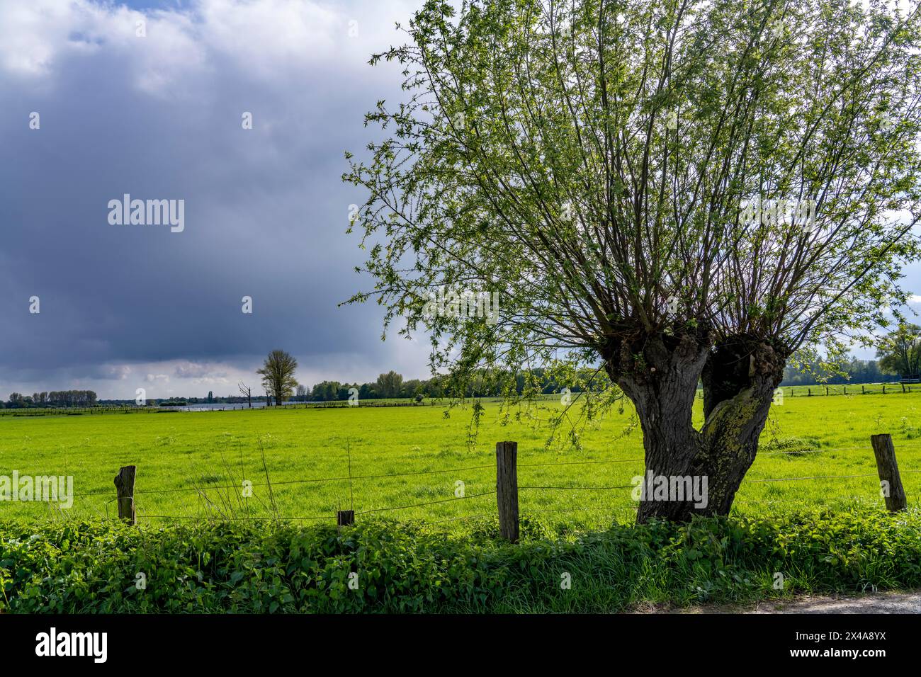 Bislicher Insel, Naturschutzgebiet am Niederrhein bei Xanten, gebildet aus altem Rheinarm, Kies- und Steinbruchteichen, großer Artenvielfalt und naturnaher Natur Stockfoto