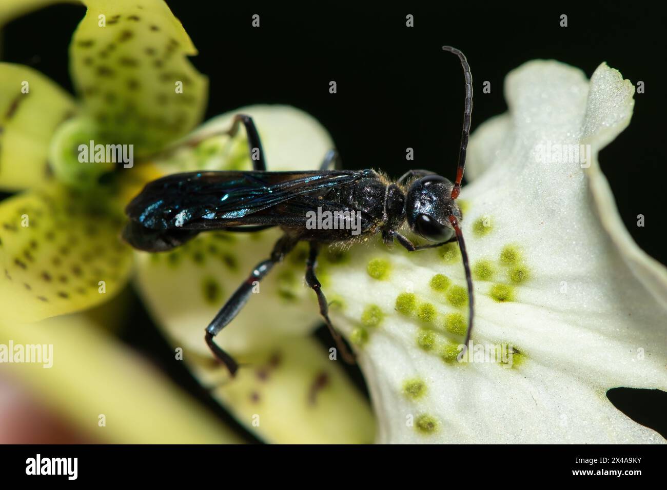 Blauer Schlamm-Dauber-Wasp (Chalybion) bestäubt eine Brassia-Blume Stockfoto