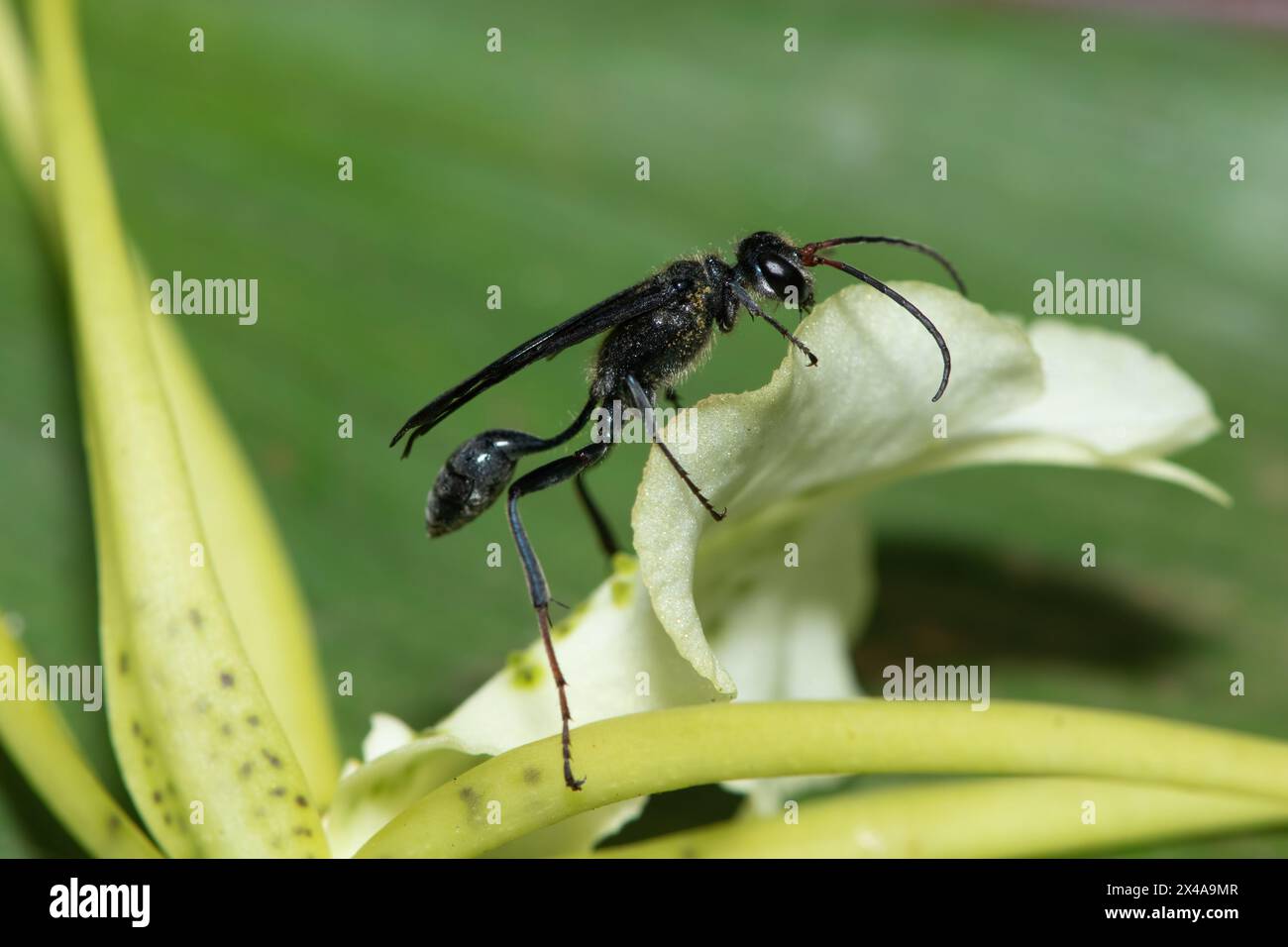 Blauer Schlamm-Dauber-Wasp (Chalybion) bestäubt eine Brassia-Blume Stockfoto