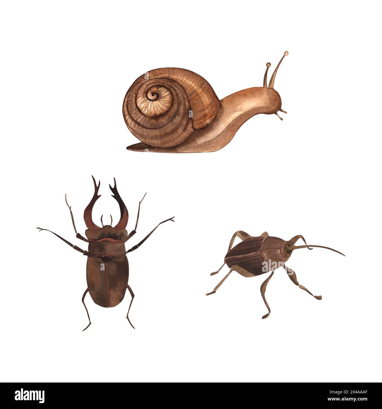 Hirschkäfer, Schnecke, Käfer, Insekten. Die Illustrationen sind in Aquarell auf weißem Hintergrund gemalt. Für Druck und Design, Karten, Aufkleber Stockfoto