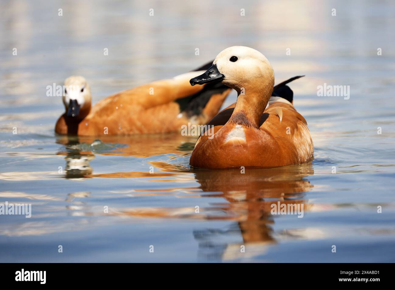 Ein paar Überdachungen (Tadorna ferruginea), die im Wasser schwimmen. Männliche rote Ente an einer Seeküste Stockfoto