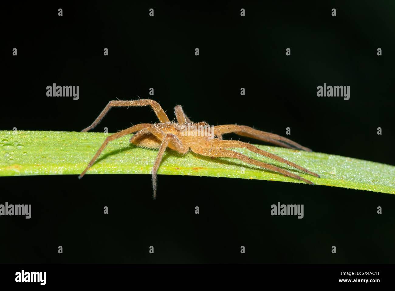 Eine wunderschöne Curtus's Fish Fressing Spider (Nilus curtus) auf Schilf in der Nähe eines Teichs während eines Sommerabends Stockfoto