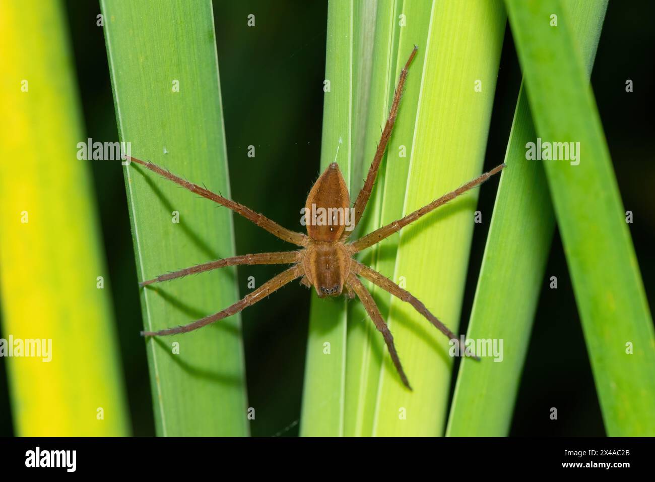 Eine wunderschöne Curtus's Fish Fressing Spider (Nilus curtus) auf Schilf in der Nähe eines Teichs während eines Sommerabends Stockfoto