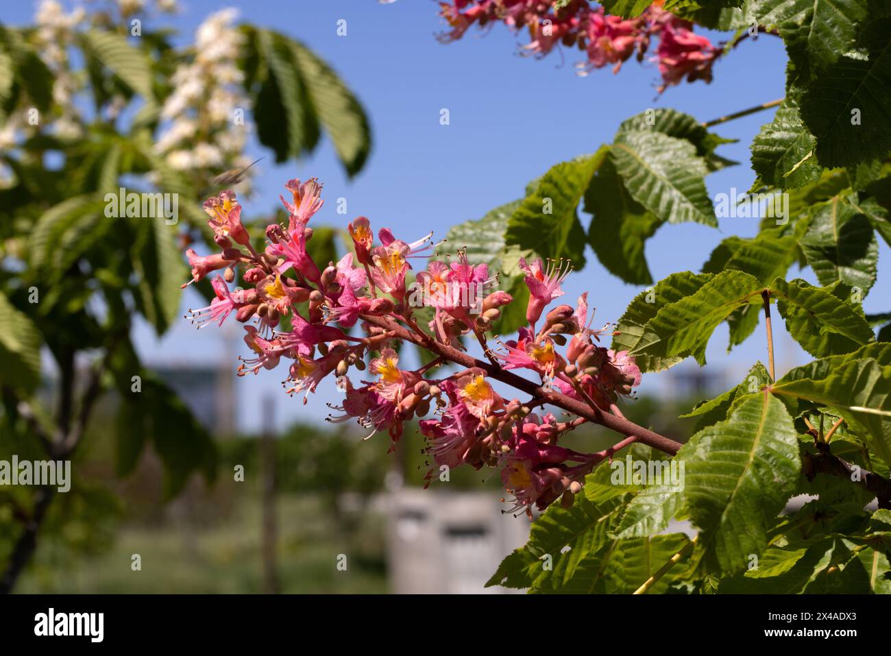 Rote Kastanie. Die farbenfrohen Blütenstände eines Baumes namens Kastanie, einer seiner Ziersorten, werden normalerweise auf den Straßen der Stadt gepflanzt. Schöne r Stockfoto