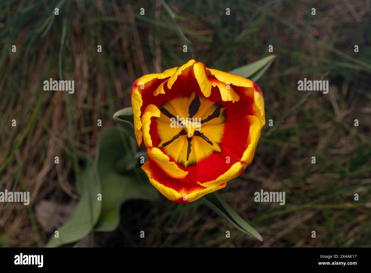 Tulipa Gattung Liliaceae Familie Magnoliophyta Tulpengarten Blumen Fotografie, Bild, Tapete Stockfoto