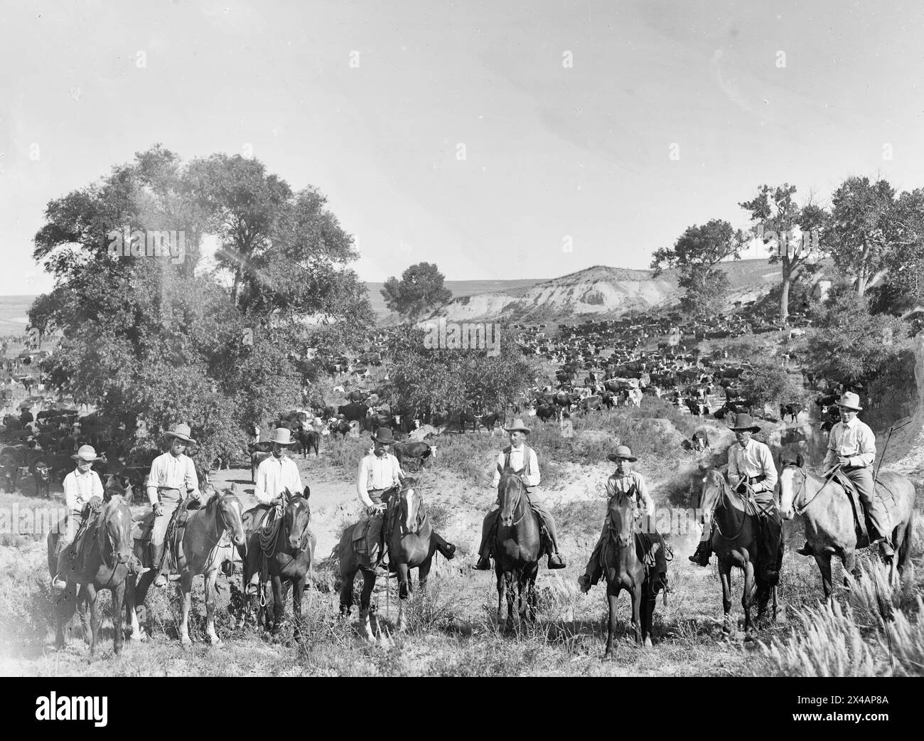 Eine Gruppe von Texas Cowboys, 1901 Stockfoto