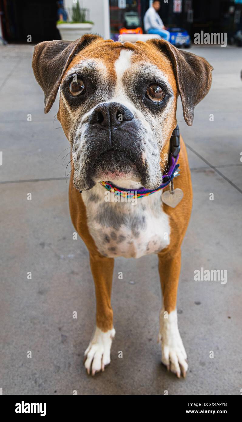 Bulldog Hund, der vor der Kamera erscheint, ein sehr netter und sanfter Hund Stockfoto