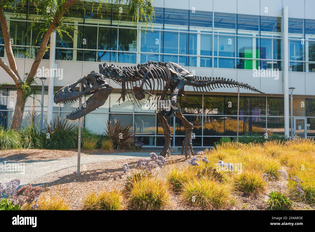 Tyrannosaurus Rex Skelett-Replik im pädagogischen Outdoor-Setting Stockfoto
