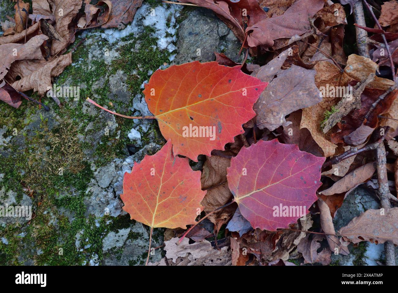 Isolierte orange und rote Aspen tote Blätter auf Waldboden Stockfoto